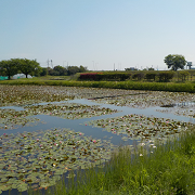 安田城